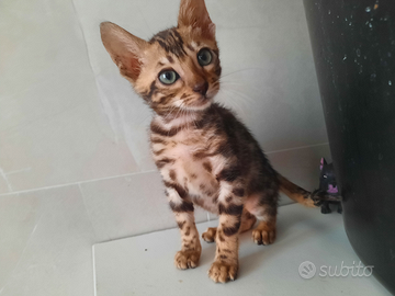 Gatti bengala gatto cucciolo cucciola bengala