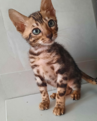 Gatti bengala gatto cucciolo cucciola bengala