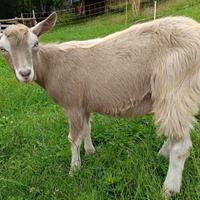 Capre Toggenburg