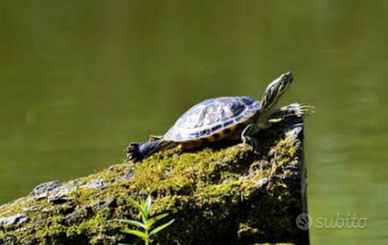 Tartaruga d'acqua dolce