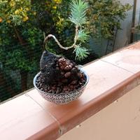 mini bonsai di pinus pinea 