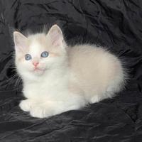 Cuccioli di Ragdoll di alta genealogia