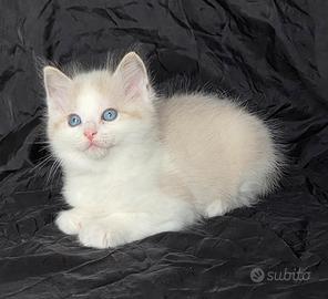 Cuccioli di Ragdoll di alta genealogia