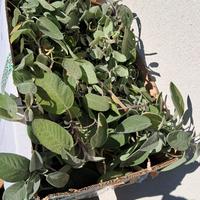 Salvia a foglia larga raccolta oggi rosmarino 