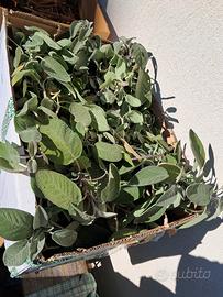 Salvia a foglia larga raccolta oggi rosmarino 