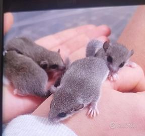 Cuccioli di minighiro africano