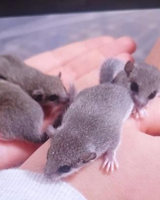 Cuccioli di minighiro africano
