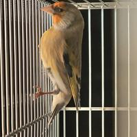 Incardellato maschio