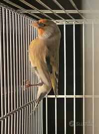 Incardellato maschio