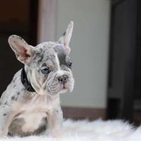 Cuciolata bulldog francesi merle M e F