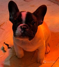 Cucciola Bouledogue francese caille pedigree enci