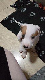 Incrocio box Pitbull cucciolo