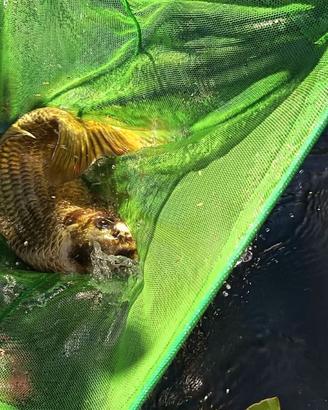 Carpe koi