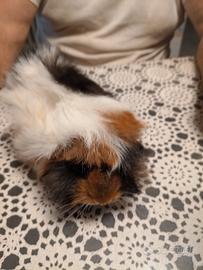 cavie peruviane cuccioli