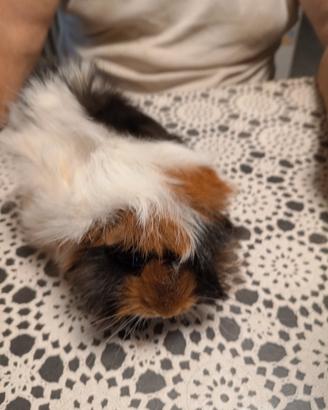 cavie peruviane cuccioli