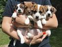 cuccioli-di-jack-russell-terrier