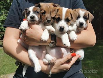 Cuccioli di Jack Russell Terrier