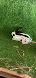 Conigli papillon giganti