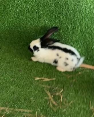 Conigli papillon giganti