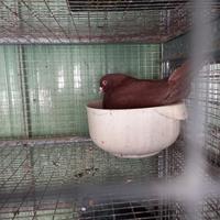 Colombi California doppio petto