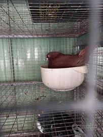 Colombi California doppio petto