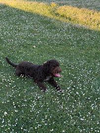 Lagotto romagnolo