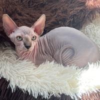 Cuccioli canadian sphynx