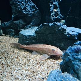 Plecostomus dorati xl