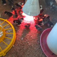 Galline ornamentali pulcini