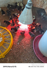 Galline ornamentali pulcini