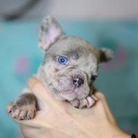 Bulldog francese merle