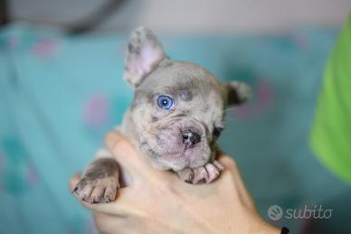 Bulldog francese merle