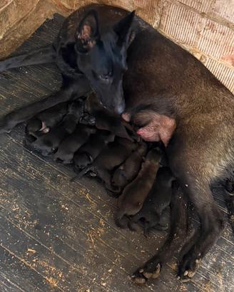 Cuccioli di malinois charbonnè