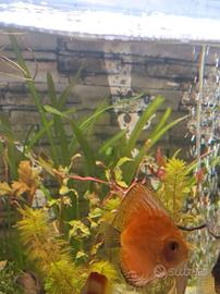 Discus
