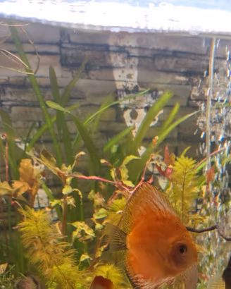 Discus