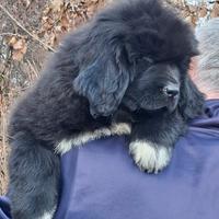 Allevamento The Waves' Sons - cuccioli