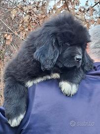 Allevamento The Waves' Sons - cuccioli