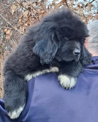 Allevamento The Waves' Sons - cuccioli