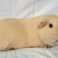 Cavie o porcellino d'india