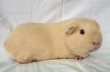 Cavie o porcellino d'india