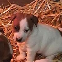 Cuccioli Jack Russell Terrier del Vergante ROI