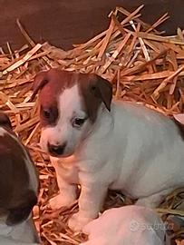 Cuccioli Jack Russell Terrier del Vergante ROI