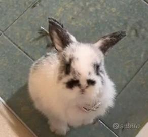 Coniglio Ariete Nano