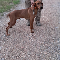 Segugio Maremmano da cinghiale