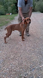 Segugio Maremmano da cinghiale