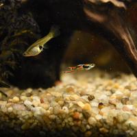 Guppy endler
