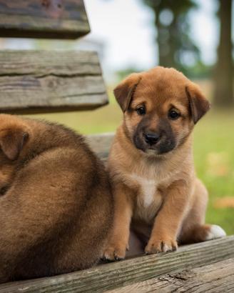 Cuccioli maschi shiba inu due mesi