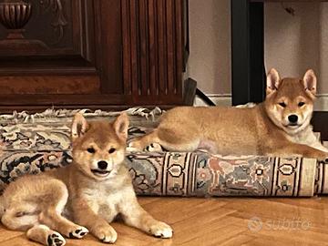 Splendidi cuccioli di Shiba Inu