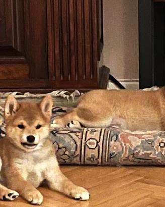 Splendidi cuccioli di Shiba u