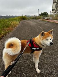 Akita Inu Maschio Disponibile per Accoppiamento